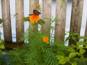 Caught this little critter raping Nani's flower.