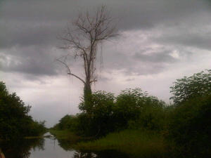 IMG-20130805-00324.jpg I've been stalking this tree since I was 6 yrs old.