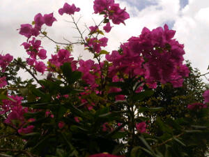 Is it really pinker than usual?